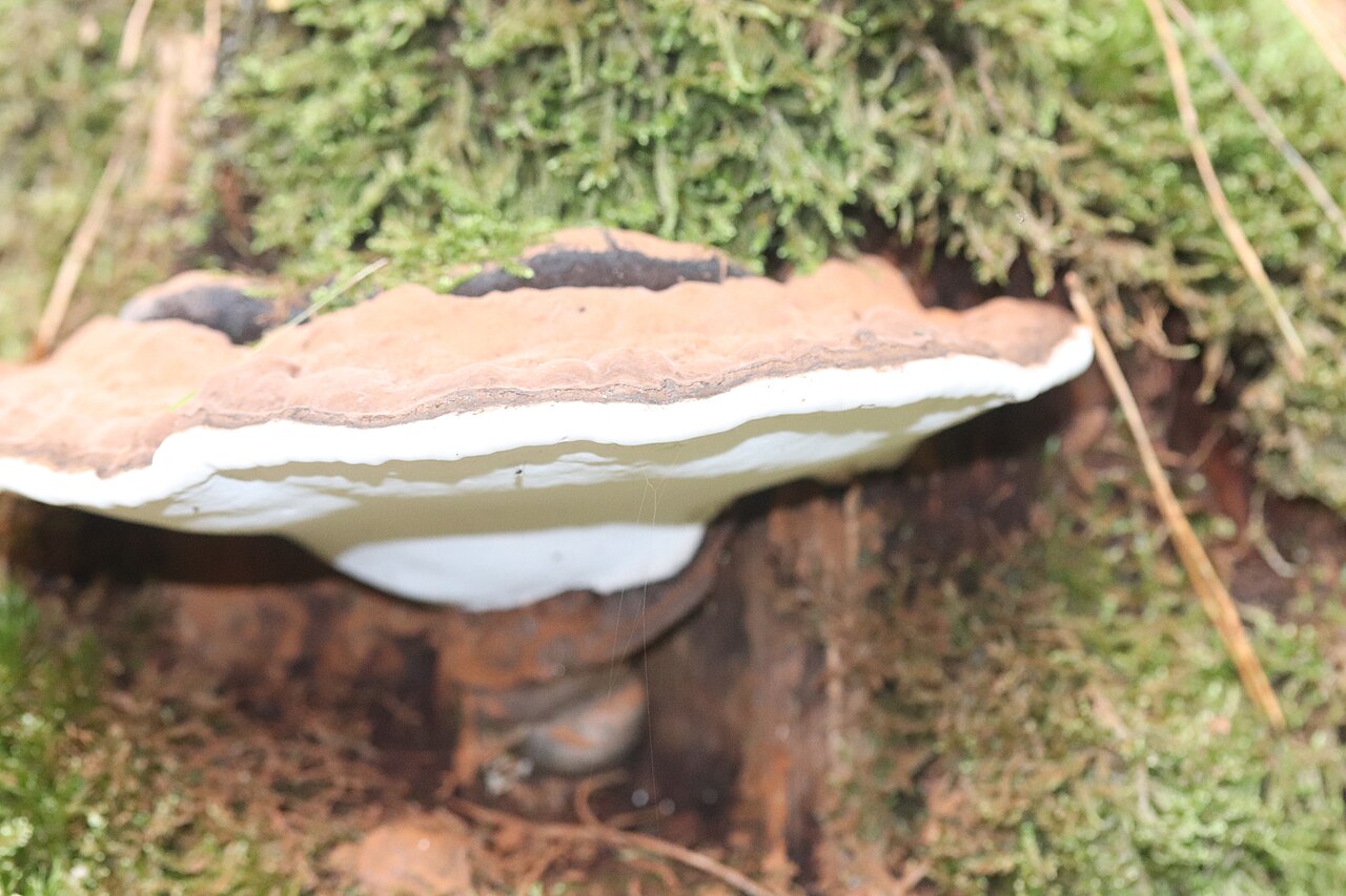 Flacher Lackporling (Ganoderma applanatum)