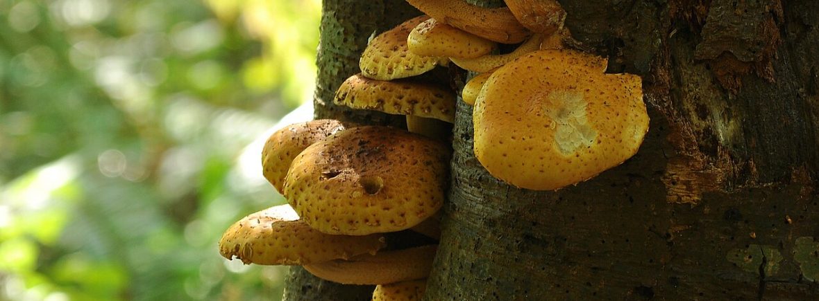 Goldfell-Schüppling (Pholiota aurivella): typisches Erscheinungsbild