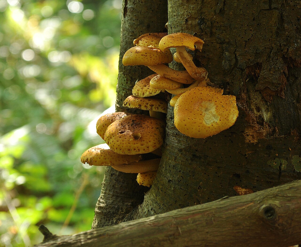 Goldfell-Schüppling (Pholiota aurivella)