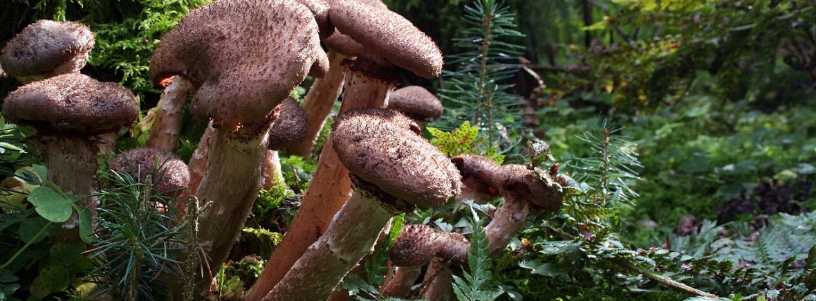 Hallimasch (Armillaria spp.): typisches Erscheinungsbild