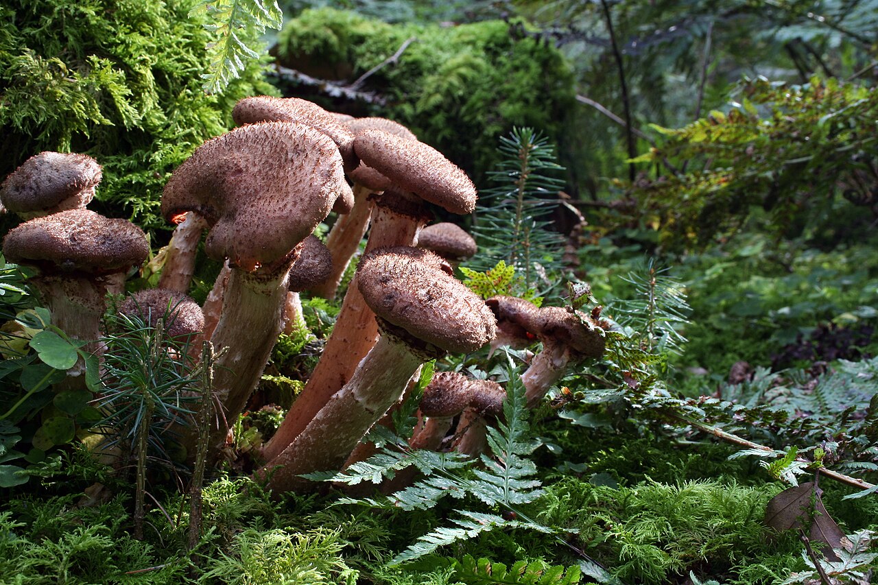 Hallimasch (Armillaria spp.)