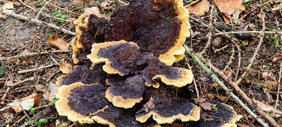 Kiefern-Braunporling (Phaeolus schweinitzii) am Stammfuß einer Kiefer