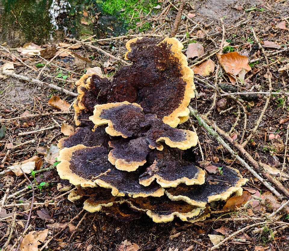 Kiefern-Braunporling (Phaeolus schweinitzii)