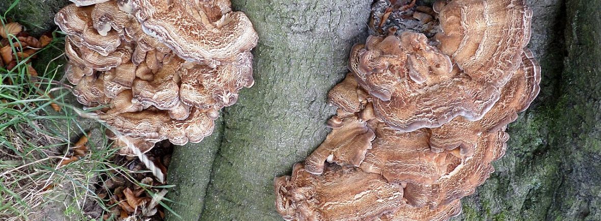 Klapperschwamm (Grifola frondosa): typisches Erscheinungsbild