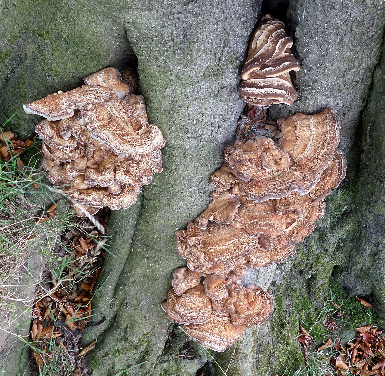Klapperschwamm (Grifola frondosa)