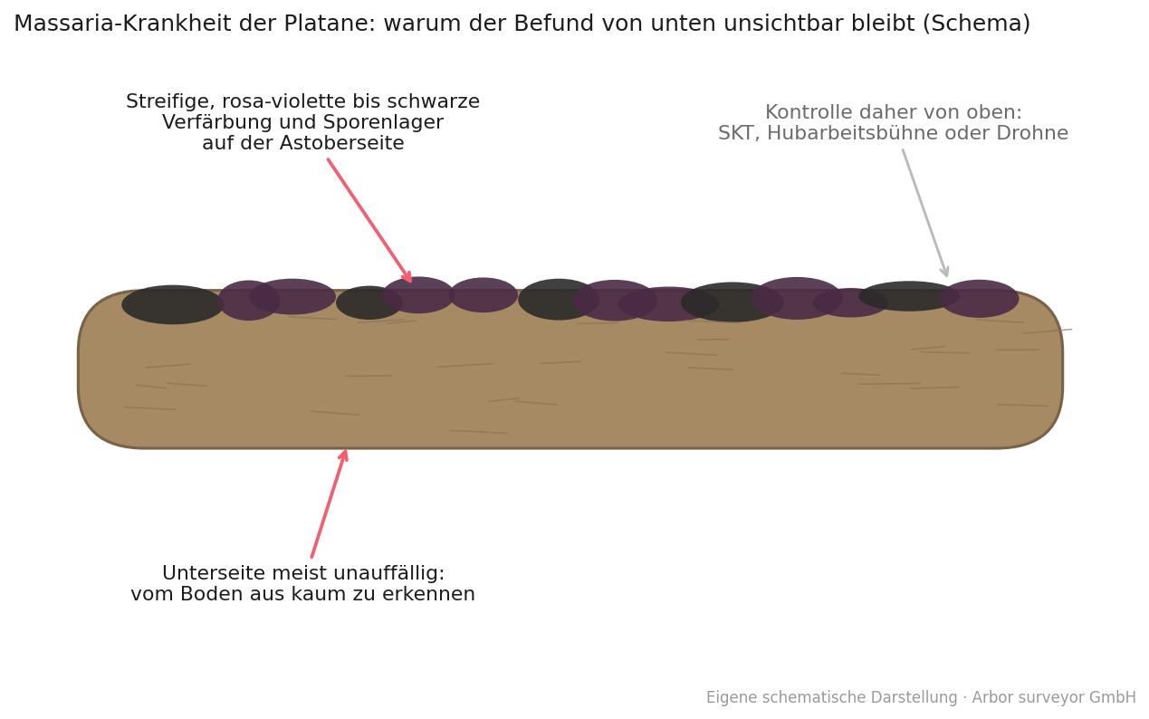 Massaria-Krankheit der Platane (Splanchnonema platani): typisches Erscheinungsbild