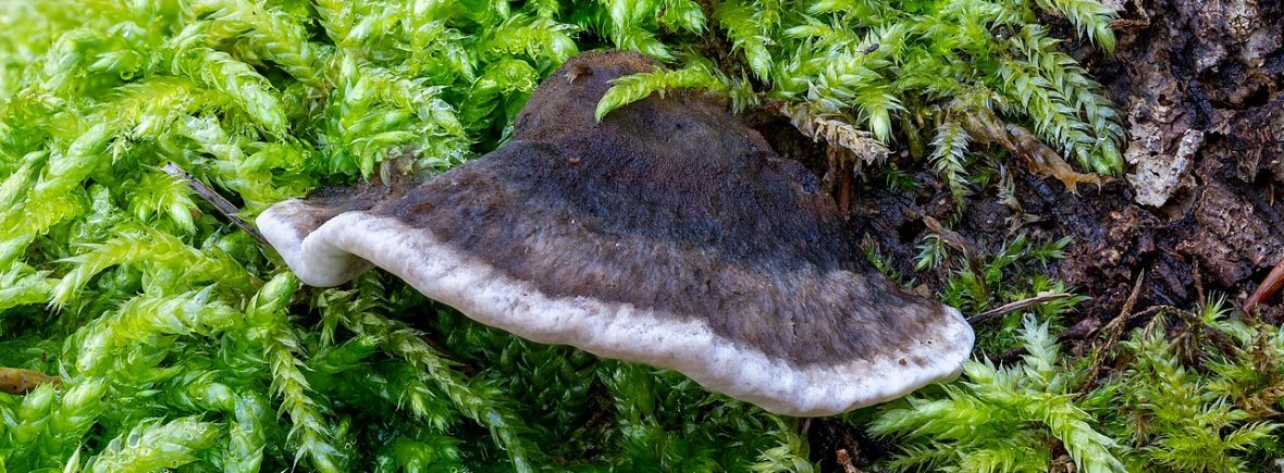 Angebrannter Rauchporling (Bjerkandera adusta): typisches Erscheinungsbild