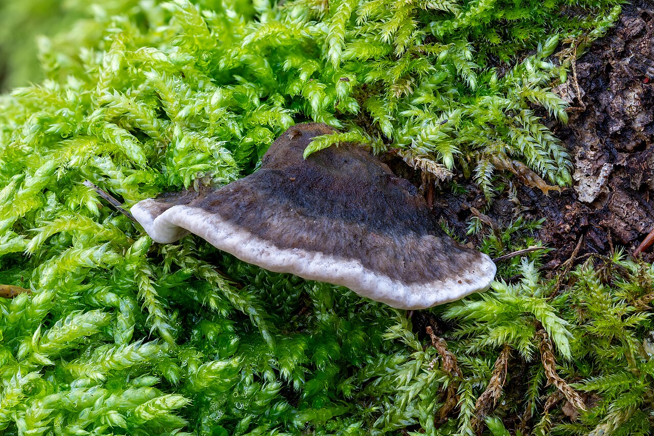 Angebrannter Rauchporling (Bjerkandera adusta)