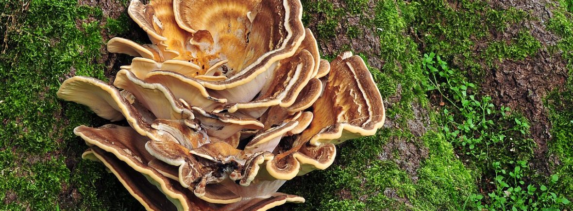 Riesenporling (Meripilus giganteus): typisches Erscheinungsbild