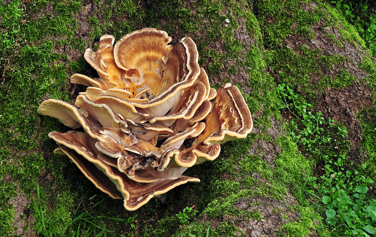 Riesenporling (Meripilus giganteus)