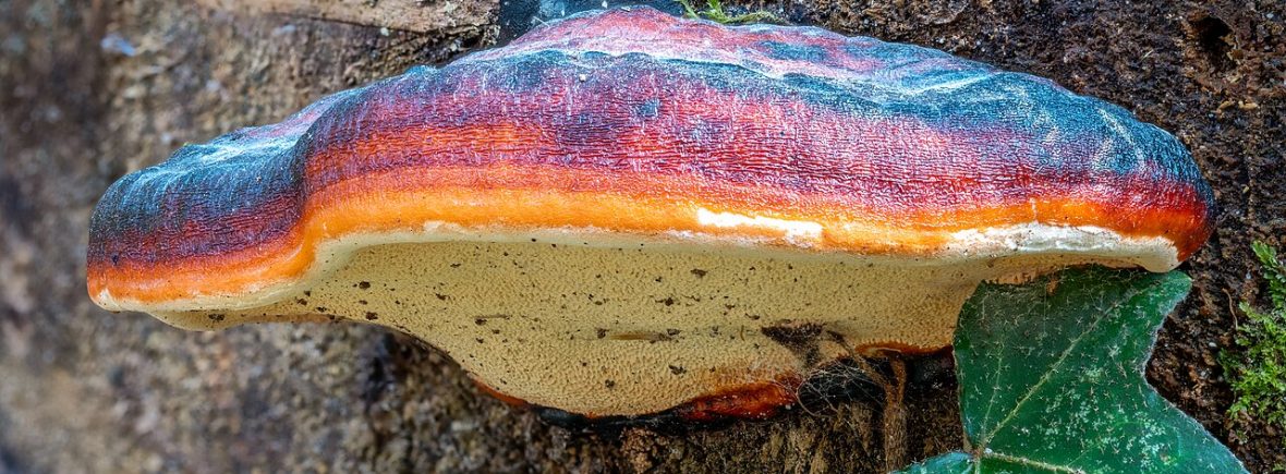 Rotrandiger Baumschwamm (Fomitopsis pinicola): typisches Erscheinungsbild