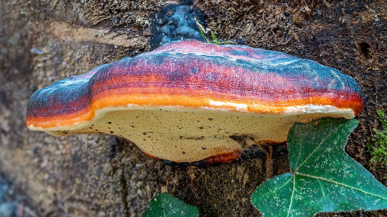 Rotrandiger Baumschwamm (Fomitopsis pinicola)
