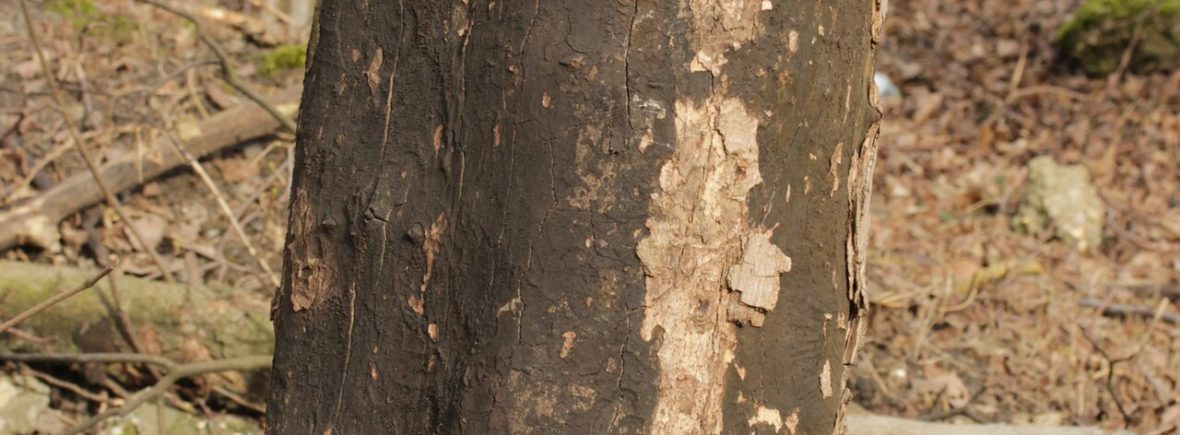 Rußrindenkrankheit (Cryptostroma corticale): typisches Erscheinungsbild