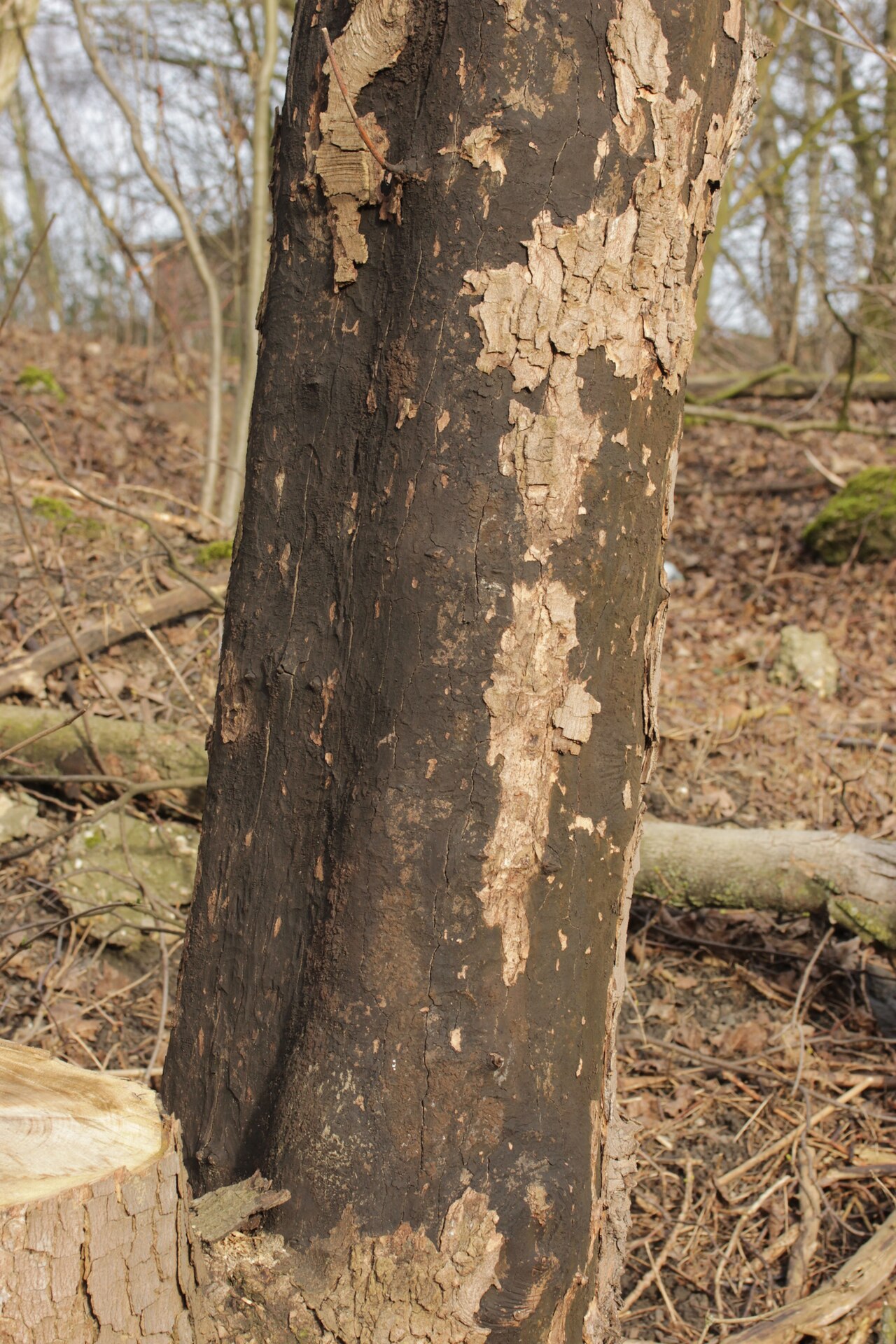 Rußrindenkrankheit (Cryptostroma corticale)