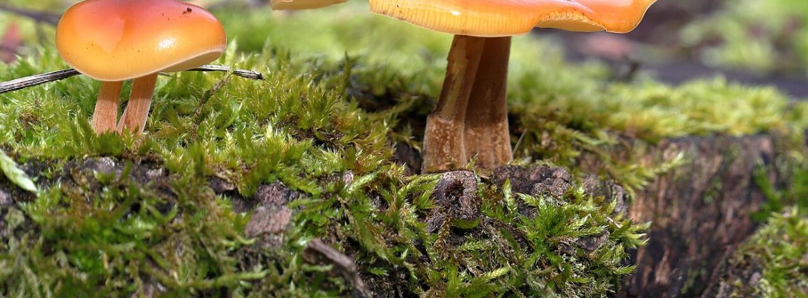 Samtfußrübling (Flammulina velutipes): typisches Erscheinungsbild