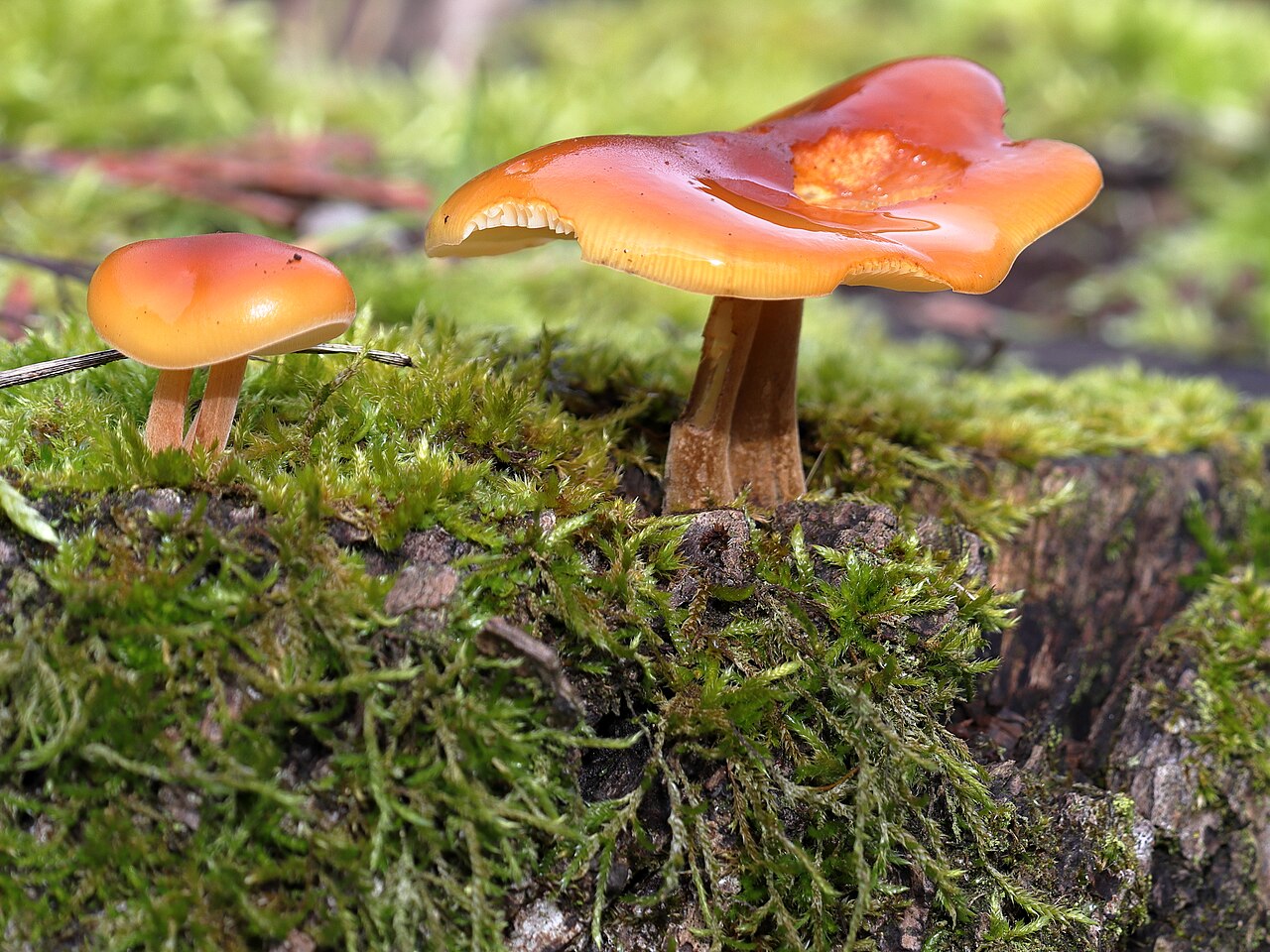 Samtfußrübling (Flammulina velutipes)