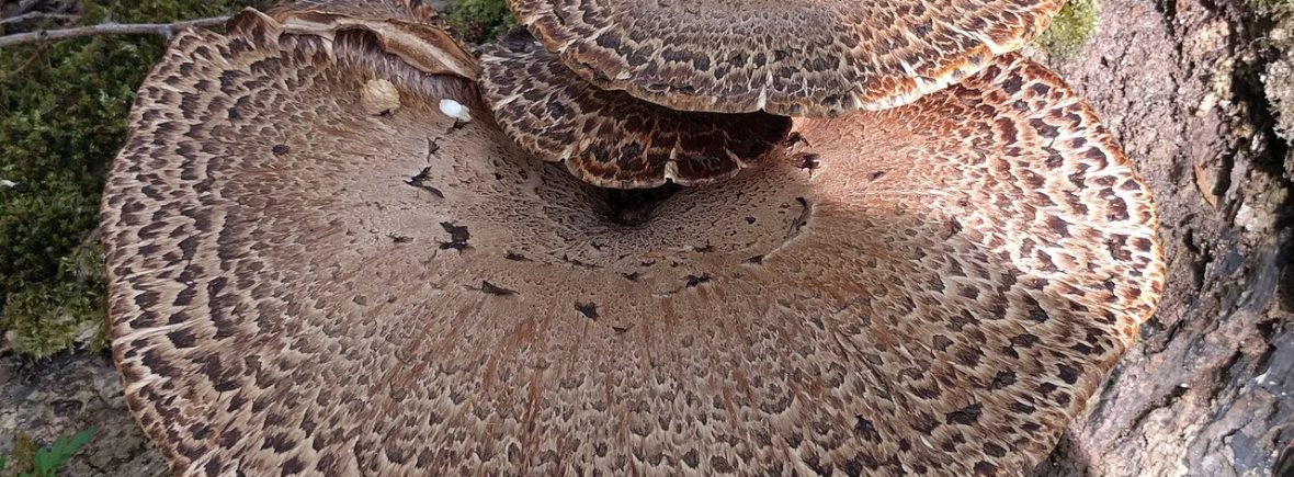 Schuppiger Porling (Cerioporus squamosus): typisches Erscheinungsbild
