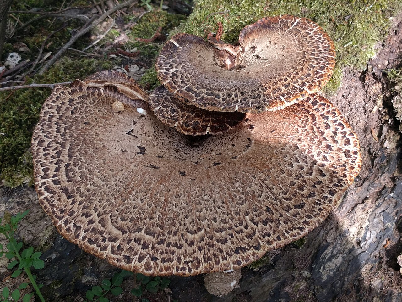Schuppiger Porling (Cerioporus squamosus)