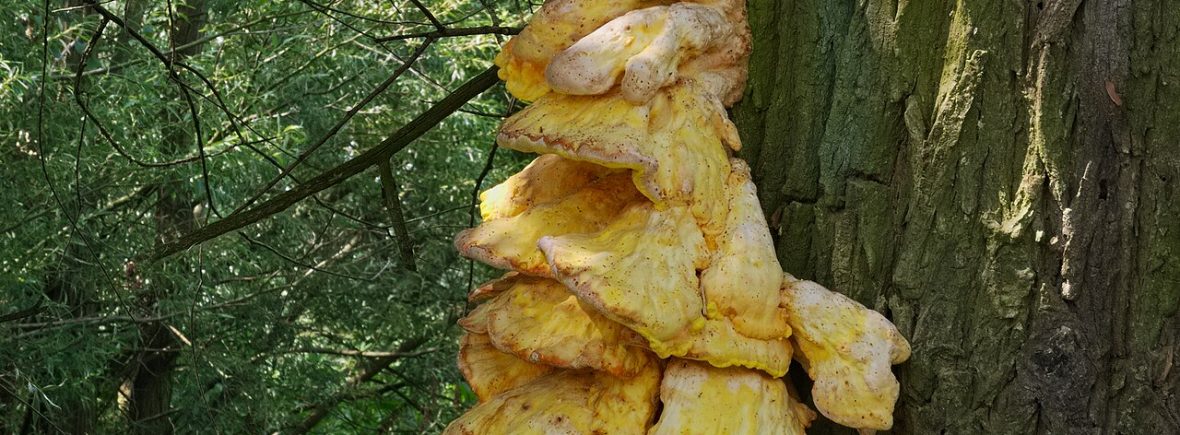 Schwefelporling (Laetiporus sulphureus): typisches Erscheinungsbild