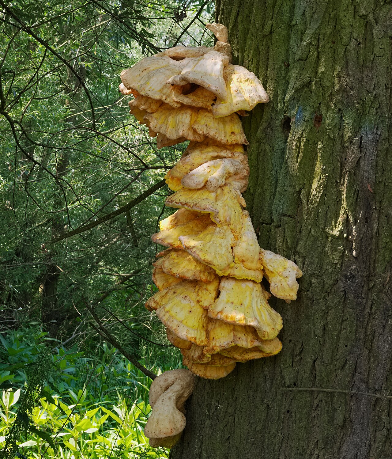 Schwefelporling (Laetiporus sulphureus)