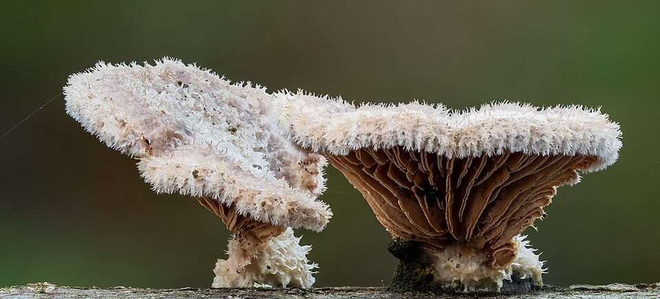 Spaltblättling (Schizophyllum commune): filzige Fruchtkörper mit gespaltenen Lamellen