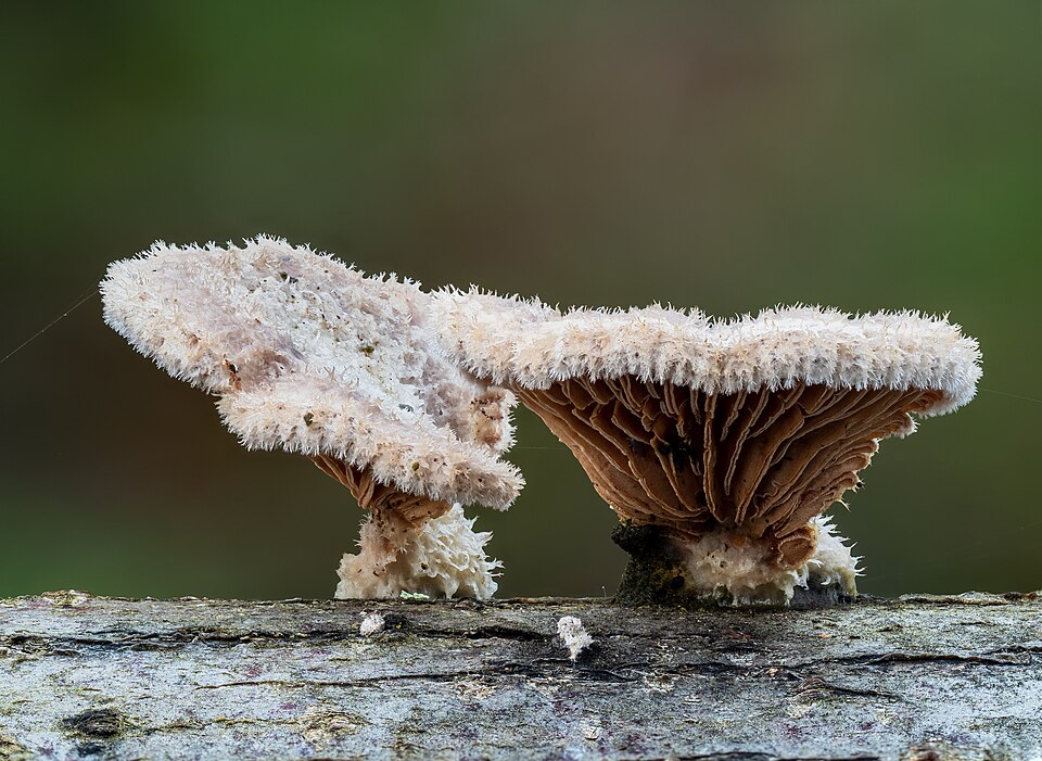 Spaltblättling (Schizophyllum commune)