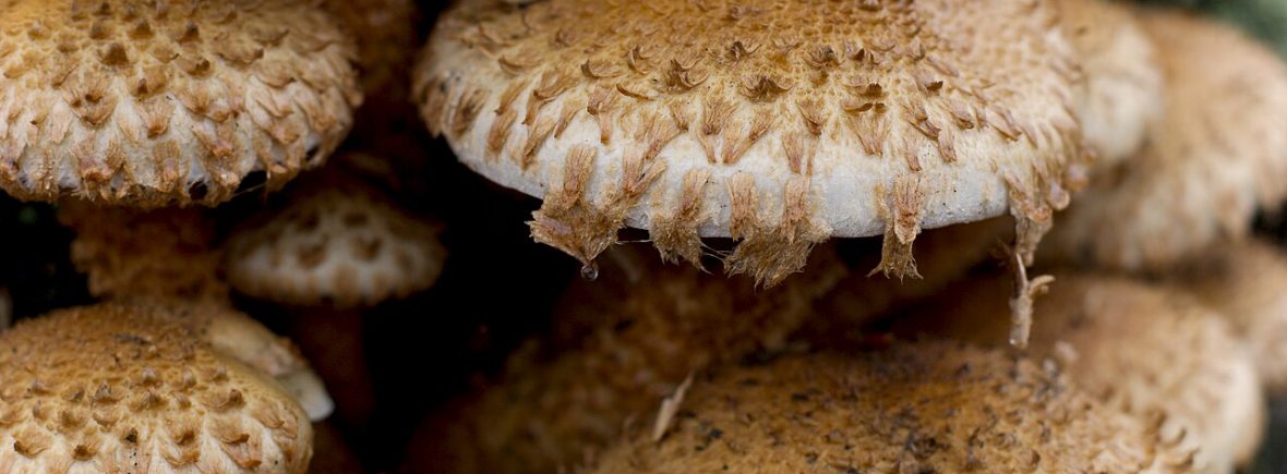Sparriger Schüppling (Pholiota squarrosa): typisches Erscheinungsbild