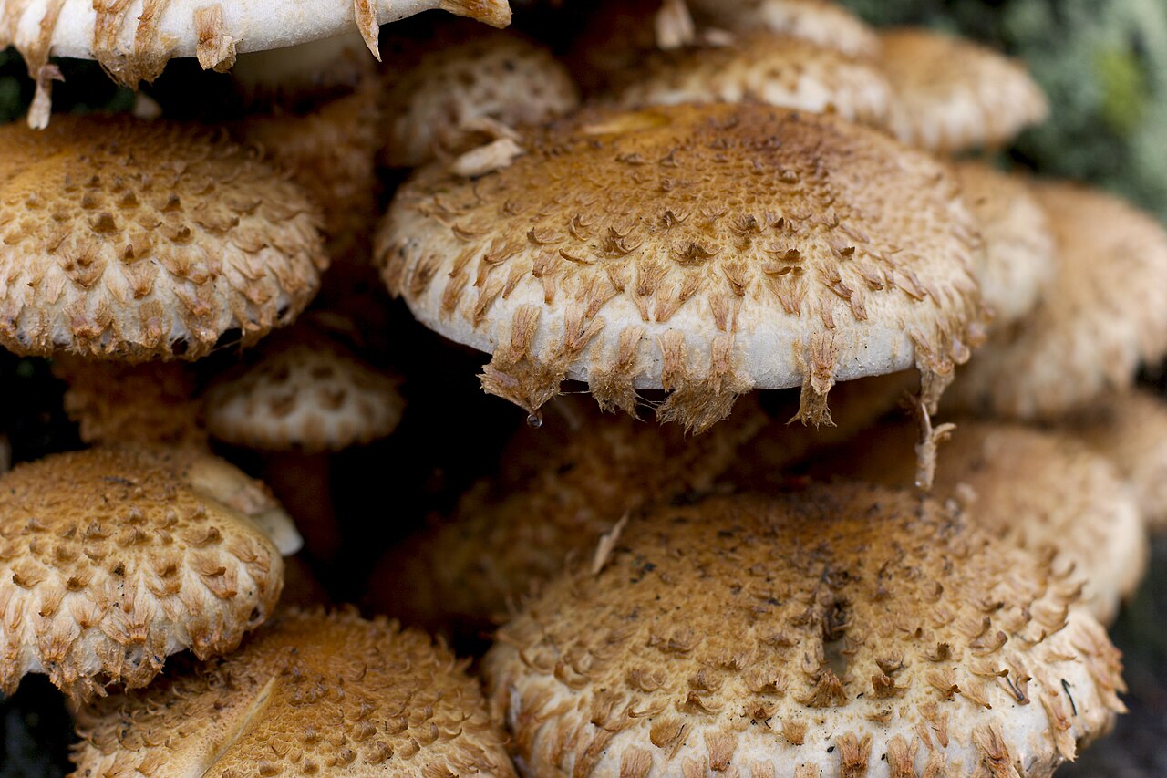 Sparriger Schüppling (Pholiota squarrosa)