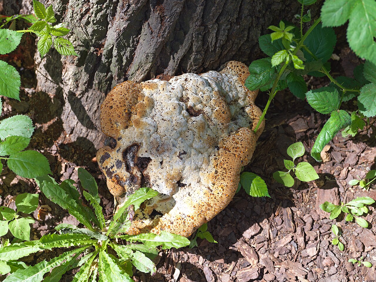 Tropfender Schillerporling (Pseudoinonotus dryadeus)