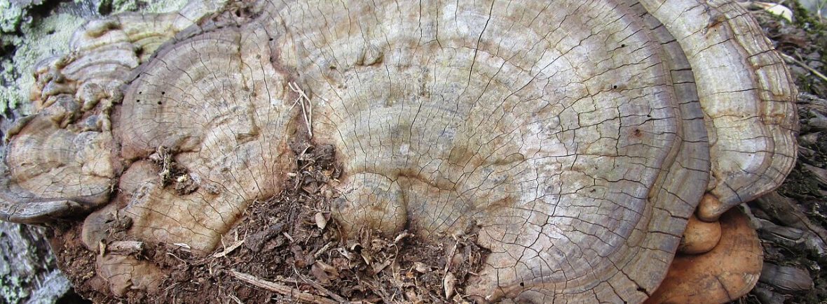 Wulstiger Lackporling (Ganoderma australe): typisches Erscheinungsbild