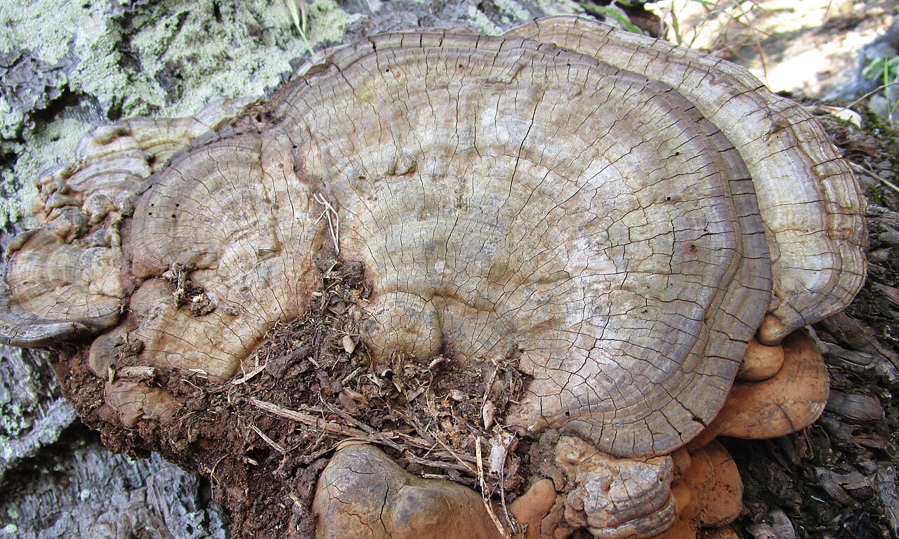 Wulstiger Lackporling (Ganoderma australe)