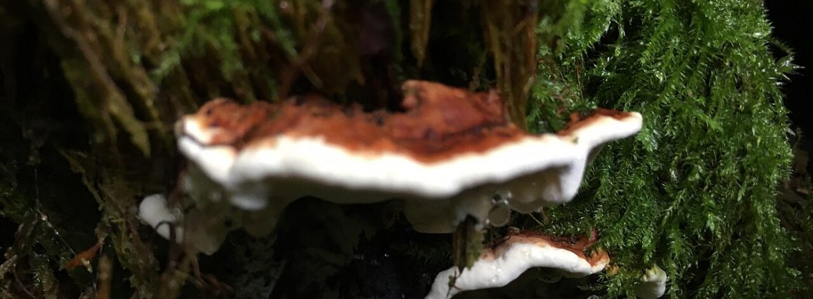 Wurzelschwamm (Heterobasidion annosum s. l.): typisches Erscheinungsbild