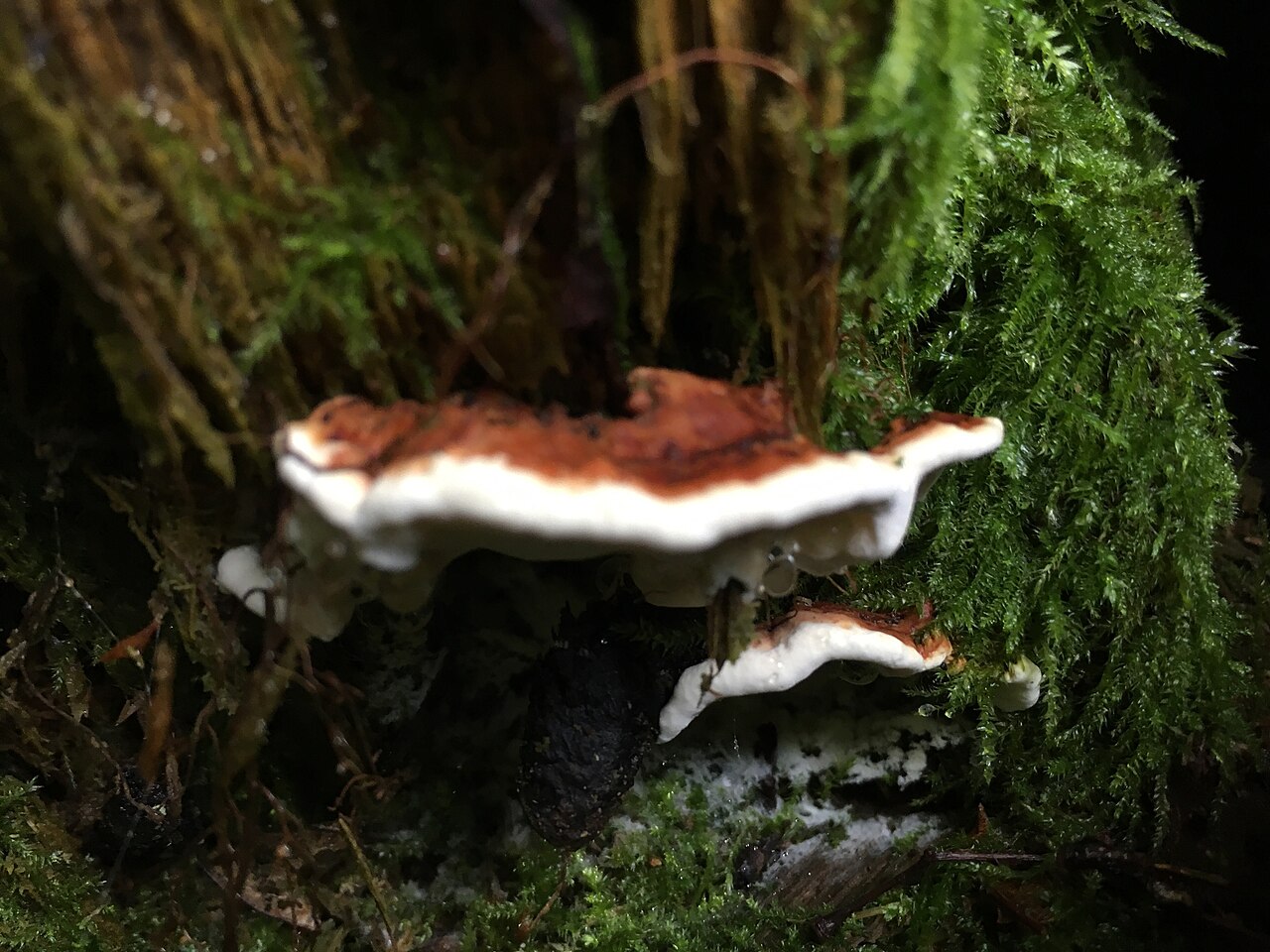 Wurzelschwamm (Heterobasidion annosum s. l.)