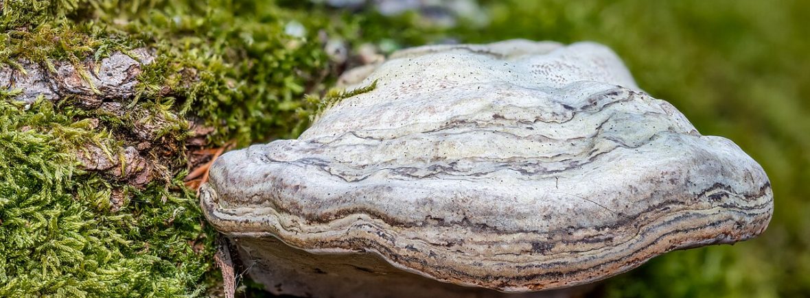 Zunderschwamm (Fomes fomentarius): typisches Erscheinungsbild