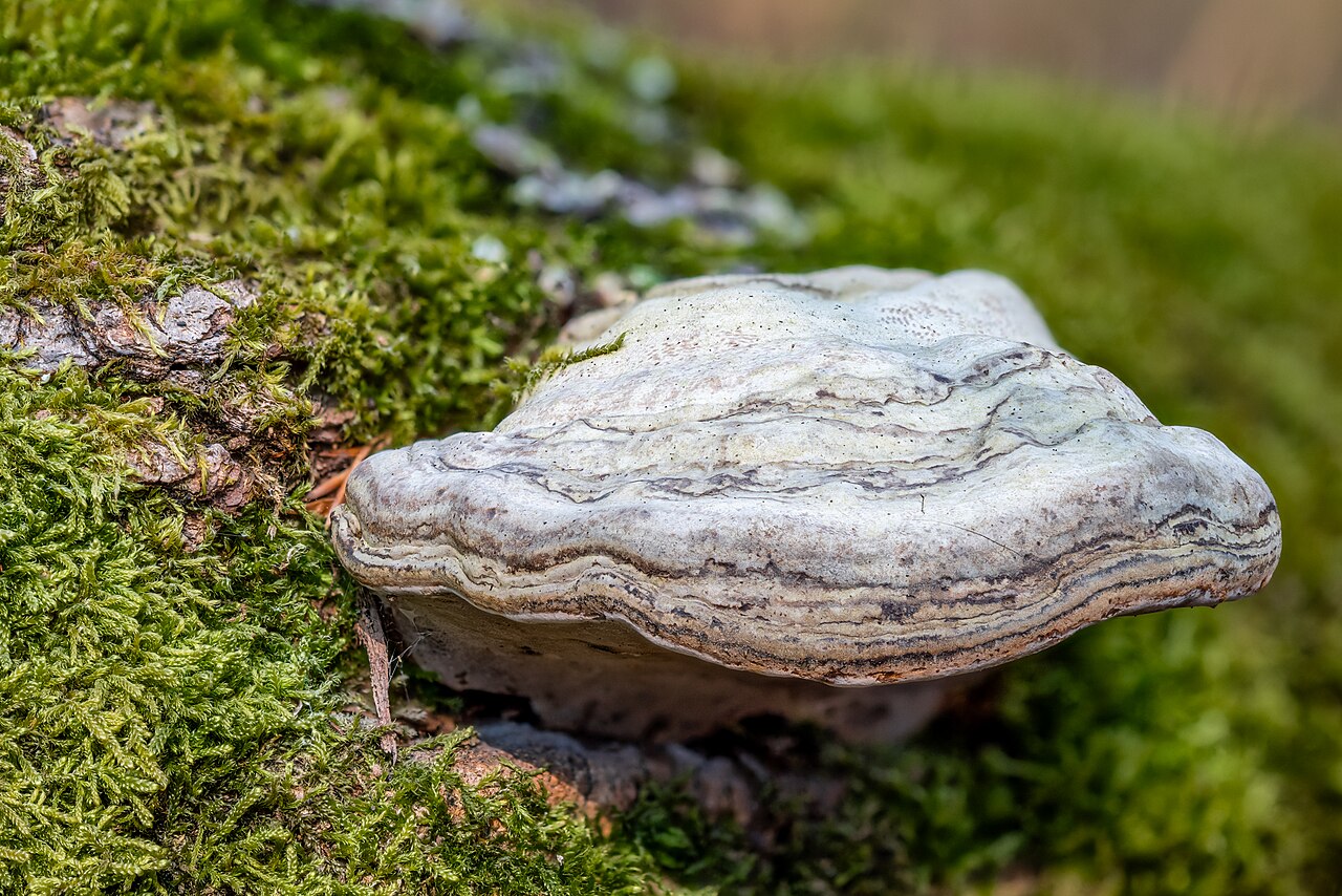 Zunderschwamm (Fomes fomentarius)