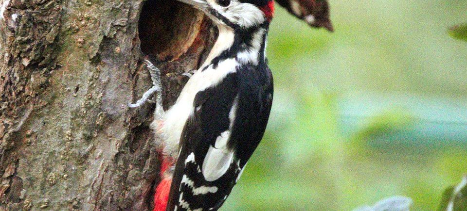 Buntspecht (Dendrocopos major)