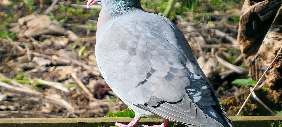 Hohltaube (Columba oenas)