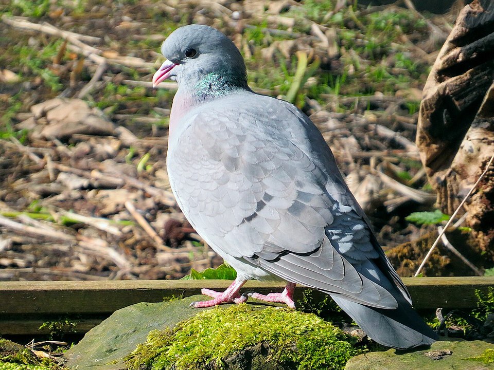 Hohltaube