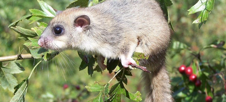 Siebenschläfer (Glis glis)