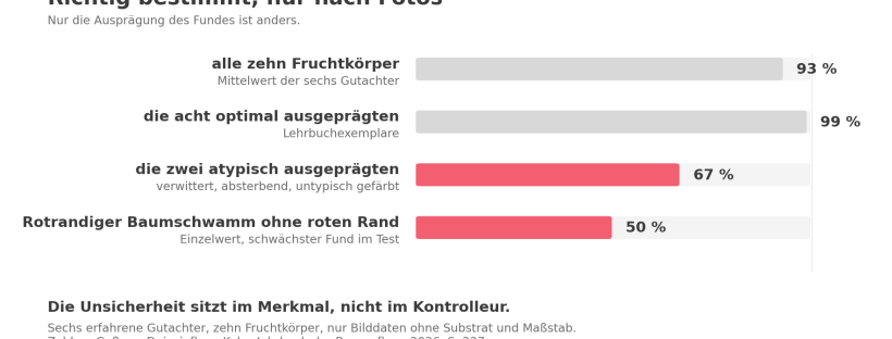 Balkendiagramm: erfahrene Gutachter bestimmen optimal ausgeprägte Pilzfruchtkörper zu 99 Prozent richtig, atypisch ausgeprägte nur zu 67 Prozent, den Rotrandigen Baumschwamm ohne roten Rand zu 50 Prozent