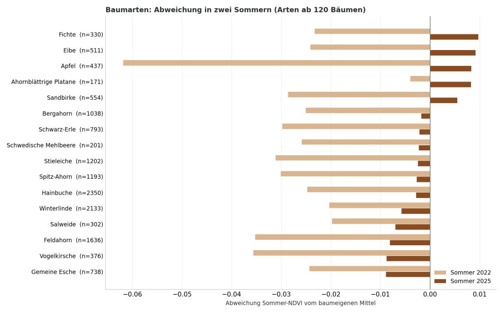 Balkendiagramm: Abweichung des Sommer-NDVI je Baumart in den Sommern 2022 und 2025, Apfel mit dem tiefsten Einbruch, Fichte, Eibe und Platane am stabilsten