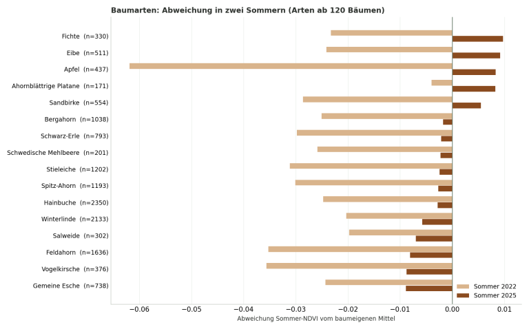 Balkendiagramm: Abweichung des Sommer-NDVI je Baumart in den Sommern 2022 und 2025, Apfel mit dem tiefsten Einbruch, Fichte, Eibe und Platane am stabilsten