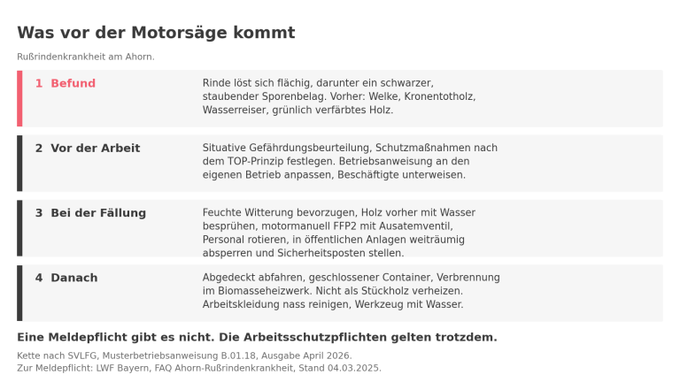 Handlungskette bei Verdacht auf Rußrindenkrankheit am Ahorn, nach der Musterbetriebsanweisung der SVLFG, Ausgabe April 2026.