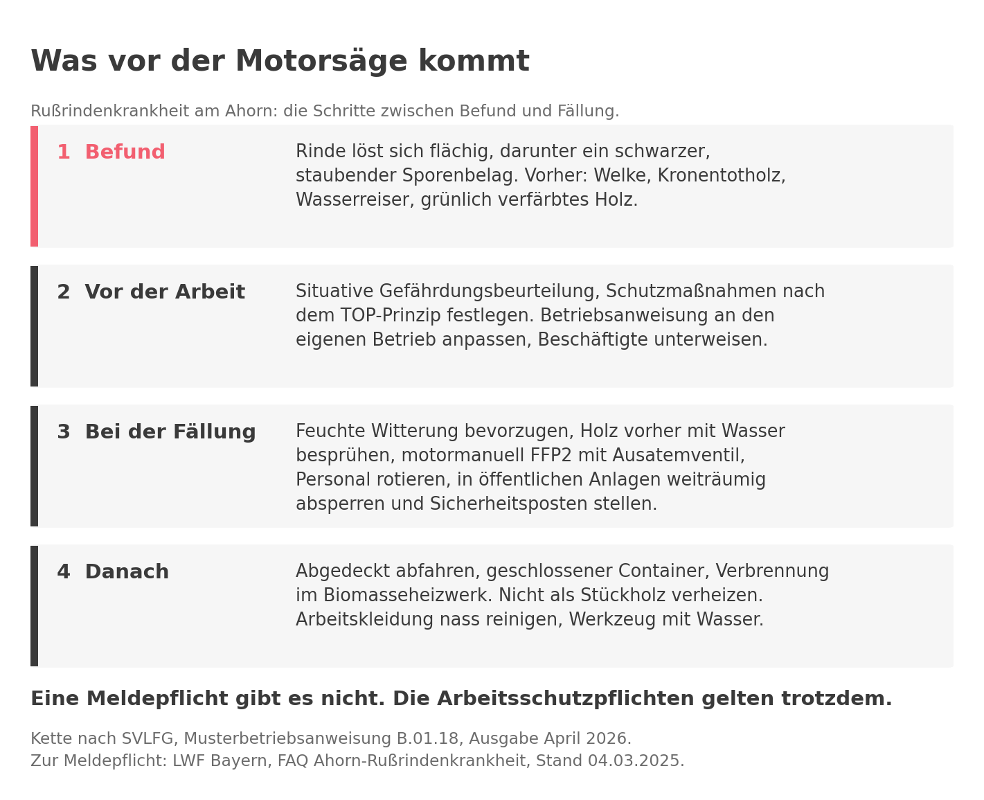 Vier Schritte zwischen dem Befund Rußrindenkrankheit und der Fällung: Befund, Gefährdungsbeurteilung, geschützte Fällung, Abtransport und Entsorgung.