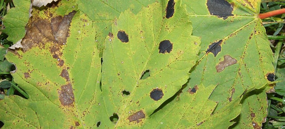 Ahorn-Runzelschorf (Rhytisma acerinum): typisches Erscheinungsbild