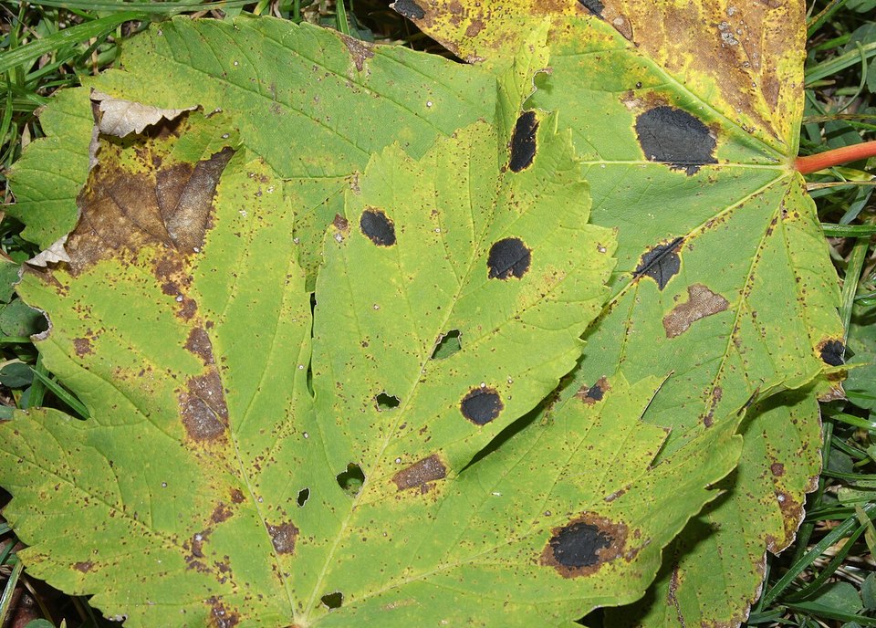 Ahorn-Runzelschorf (Rhytisma acerinum)
