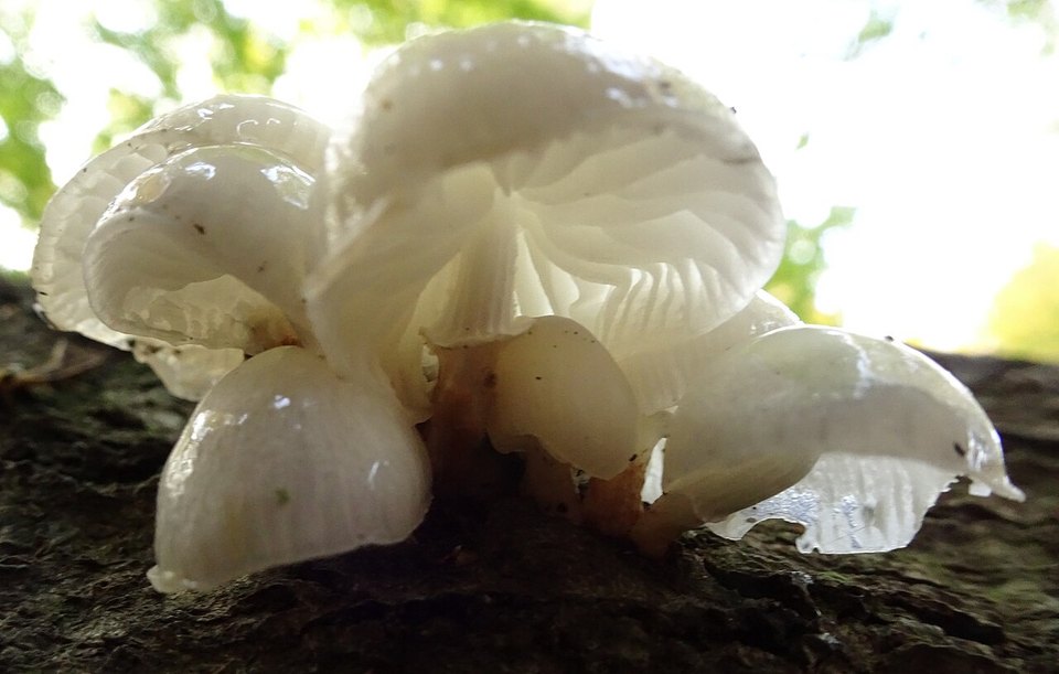 Buchen-Schleimrübling (Mucidula mucida)