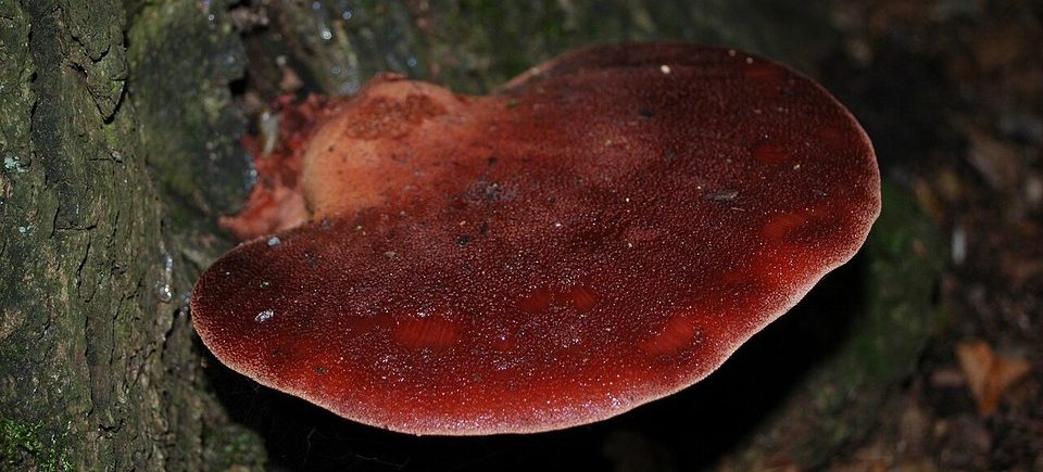 Leberreischling (Fistulina hepatica): typisches Erscheinungsbild