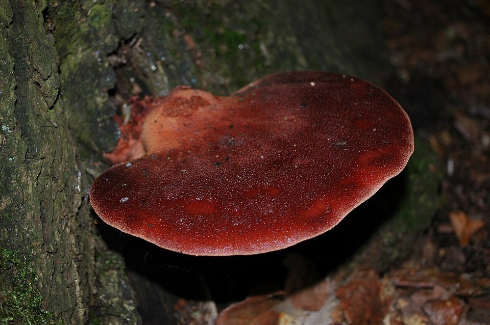 Leberreischling (Fistulina hepatica)