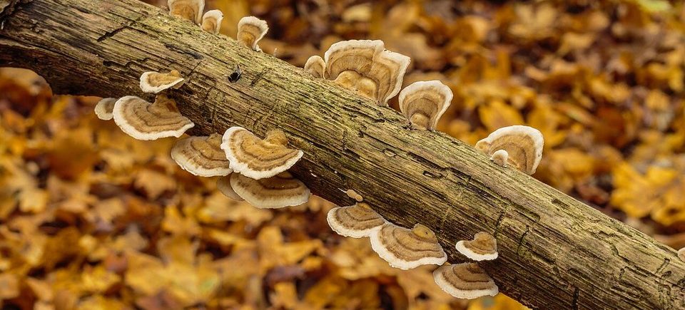 Schmetterlingstramete (Trametes versicolor): typisches Erscheinungsbild